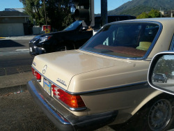Beige over brown, not the usual Palomino